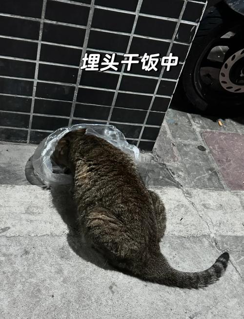 猫咪能吃螃蟹么_猫咪能吃螃蟹么为什么-第1张图片-后鲨宠物 猫咪能吃螃蟹么_猫咪能吃螃蟹么为什么-第1张图片-后鲨宠物
