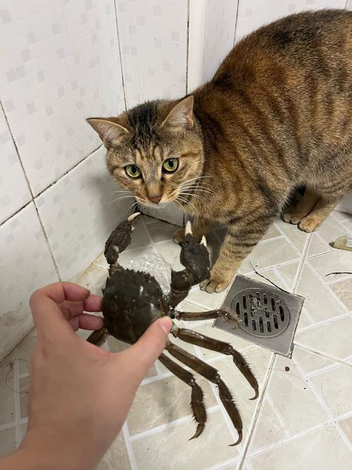 猫咪能吃螃蟹么_猫咪能吃螃蟹么为什么-第3张图片-后鲨宠物 猫咪能吃螃蟹么_猫咪能吃螃蟹么为什么-第3张图片-后鲨宠物