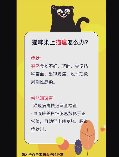 猫咪得猫瘟怎么办,猫咪得了猫瘟怎么自救?-第1张图片-后鲨宠物 猫咪得猫瘟怎么办,猫咪得了猫瘟怎么自救?-第1张图片-后鲨宠物