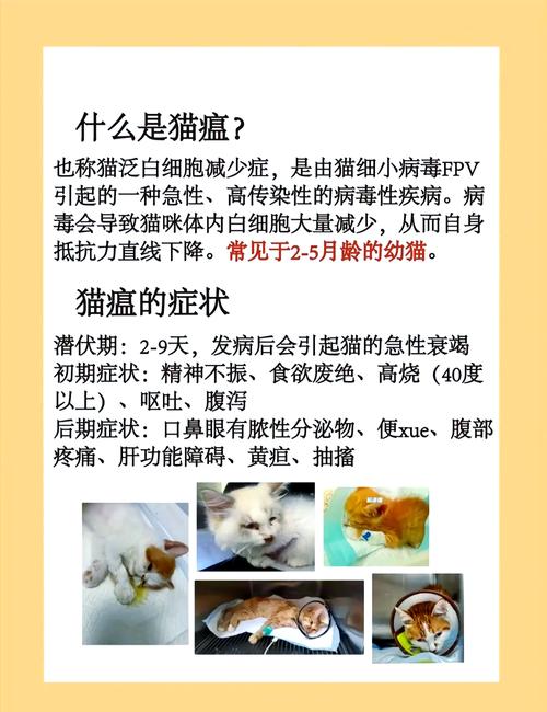 猫咪得猫瘟怎么办,猫咪得了猫瘟怎么自救?-第5张图片-后鲨宠物 猫咪得猫瘟怎么办,猫咪得了猫瘟怎么自救?-第5张图片-后鲨宠物