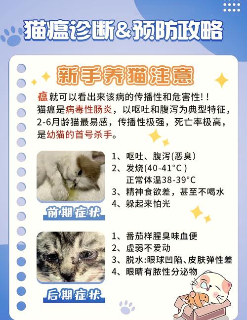 猫咪得猫瘟怎么办,猫咪得了猫瘟怎么自救?-第6张图片-后鲨宠物 猫咪得猫瘟怎么办,猫咪得了猫瘟怎么自救?-第6张图片-后鲨宠物
