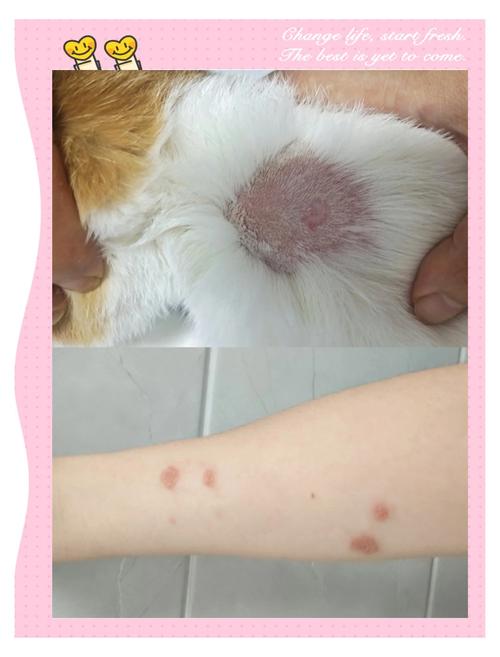 猫猫能吃螃蟹吗，猫猫能吃螃蟹吗有毒吗？-第3张图片-后鲨宠物