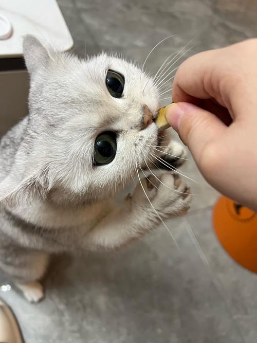 猫猫能吃螃蟹吗，猫猫能吃螃蟹吗有毒吗？-第5张图片-后鲨宠物