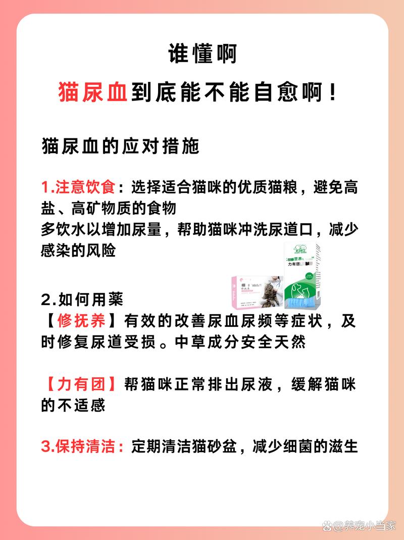 猫咪尿血能自愈吗_猫咪尿血能自愈吗?-第1张图片-后鲨宠物 猫咪尿血能自愈吗_猫咪尿血能自愈吗?-第1张图片-后鲨宠物