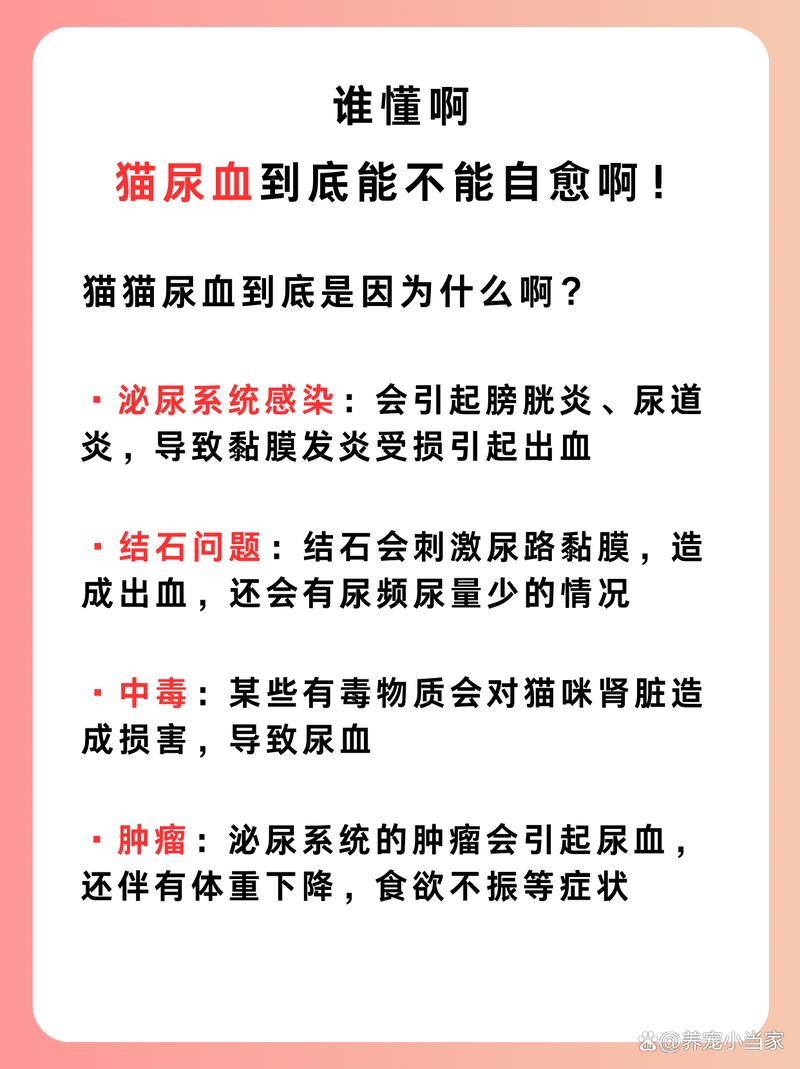 猫咪尿血能自愈吗_猫咪尿血能自愈吗?-第2张图片-后鲨宠物 猫咪尿血能自愈吗_猫咪尿血能自愈吗?-第2张图片-后鲨宠物