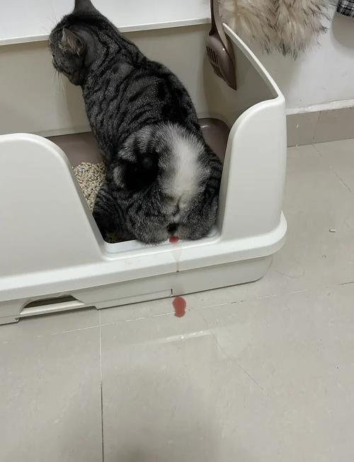 猫咪尿血能自愈吗_猫咪尿血能自愈吗?-第3张图片-后鲨宠物 猫咪尿血能自愈吗_猫咪尿血能自愈吗?-第3张图片-后鲨宠物