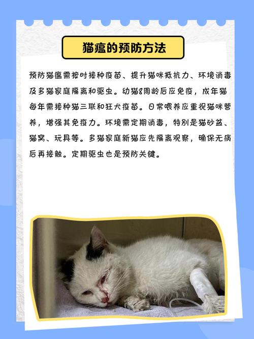 猫咪猫瘟初期症状_得了猫瘟的猫睡觉姿势-第4张图片-后鲨宠物 猫咪猫瘟初期症状_得了猫瘟的猫睡觉姿势-第4张图片-后鲨宠物