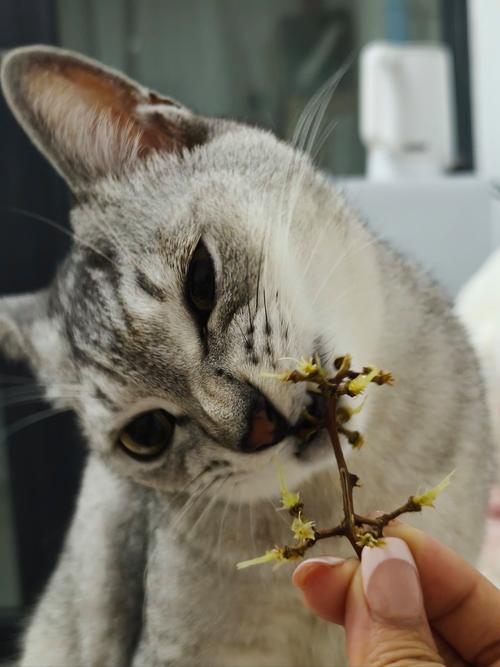 猫咪能吃葡萄吗,猫咪前十禁忌水果-第6张图片-后鲨宠物 猫咪能吃葡萄吗,猫咪前十禁忌水果-第6张图片-后鲨宠物