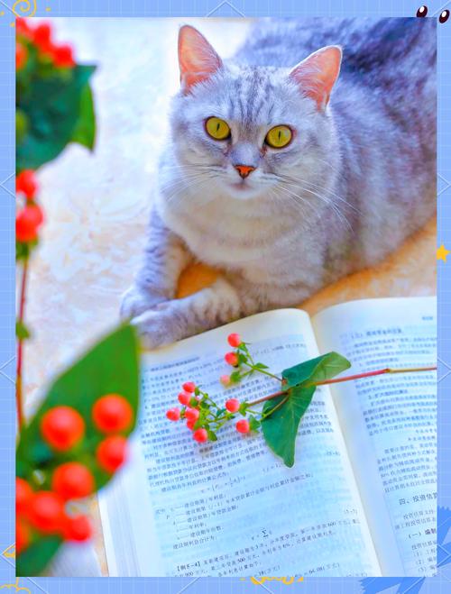 猫咪能吃红豆吗,猫咪能吃红豆沙吗-第5张图片-后鲨宠物 猫咪能吃红豆吗,猫咪能吃红豆沙吗-第5张图片-后鲨宠物