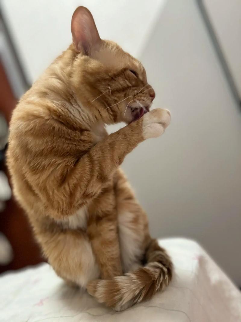 怎么给猫咪洗脸,猫咋洗脸-第6张图片-后鲨宠物 怎么给猫咪洗脸,猫咋洗脸-第6张图片-后鲨宠物