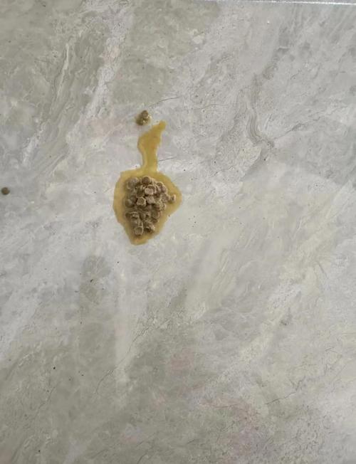 猫咪吃猫粮吐了为什么_猫咪吃猫粮的时候吐了-第2张图片-后鲨宠物 猫咪吃猫粮吐了为什么_猫咪吃猫粮的时候吐了-第2张图片-后鲨宠物