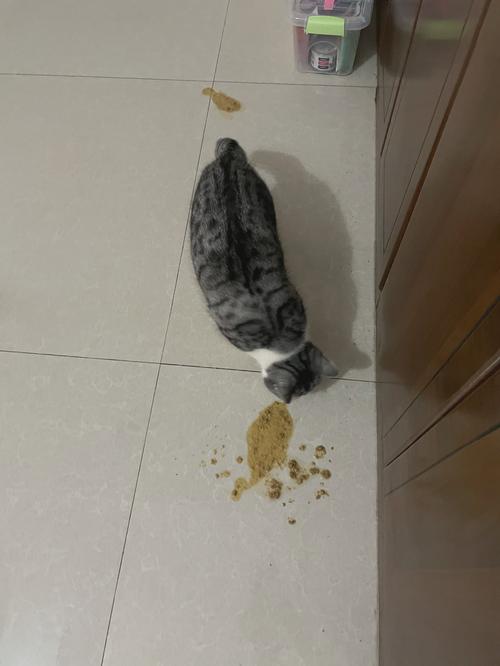 猫咪吃猫粮吐了为什么_猫咪吃猫粮的时候吐了-第4张图片-后鲨宠物 猫咪吃猫粮吐了为什么_猫咪吃猫粮的时候吐了-第4张图片-后鲨宠物