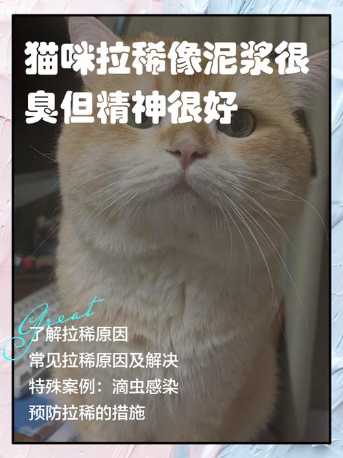猫咪总拉稀是什么原因,猫咪总拉稀是什么原因引起的?-第4张图片-后鲨宠物 猫咪总拉稀是什么原因,猫咪总拉稀是什么原因引起的?-第4张图片-后鲨宠物