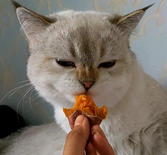 猫咪为什么喜欢吃红薯,猫为什么爱吃地瓜-第1张图片-后鲨宠物 猫咪为什么喜欢吃红薯,猫为什么爱吃地瓜-第1张图片-后鲨宠物