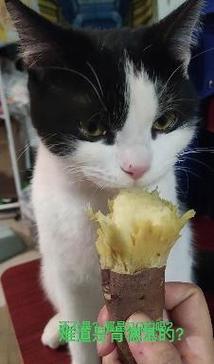猫咪为什么喜欢吃红薯,猫为什么爱吃地瓜-第5张图片-后鲨宠物 猫咪为什么喜欢吃红薯,猫为什么爱吃地瓜-第5张图片-后鲨宠物