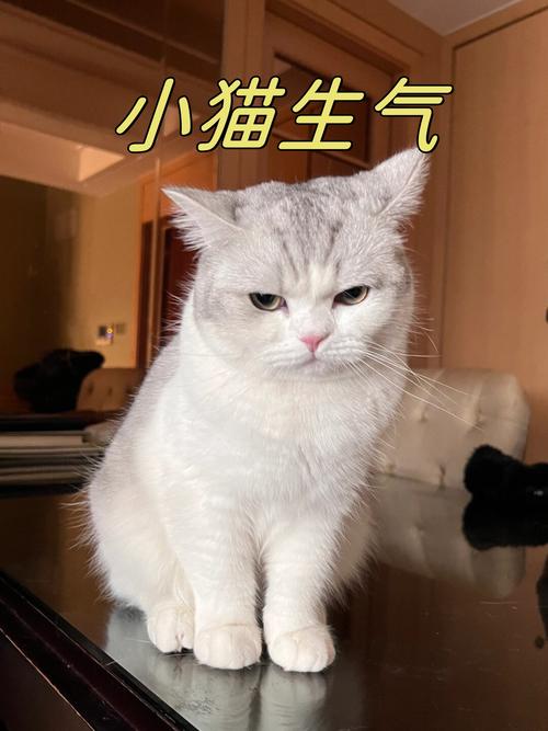  猫咪不开心怎么办，猫咪很不开心-第2张图片-后鲨宠物