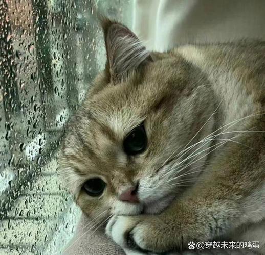  猫咪不开心怎么办，猫咪很不开心-第3张图片-后鲨宠物