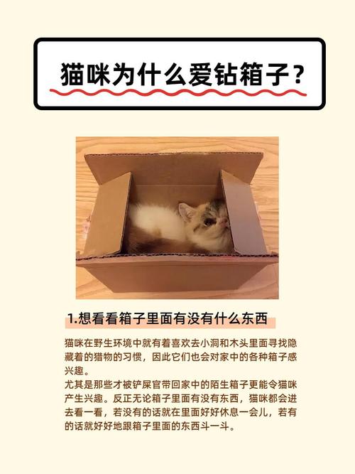 猫咪为什么喜欢箱子_猫咪为什么喜欢箱子的味道-第4张图片-后鲨宠物 猫咪为什么喜欢箱子_猫咪为什么喜欢箱子的味道-第4张图片-后鲨宠物