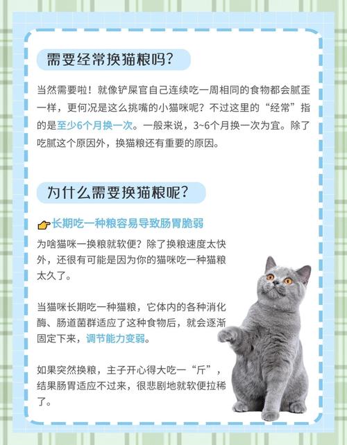 猫咪吃猫粮好吗，宠物猫吃猫粮