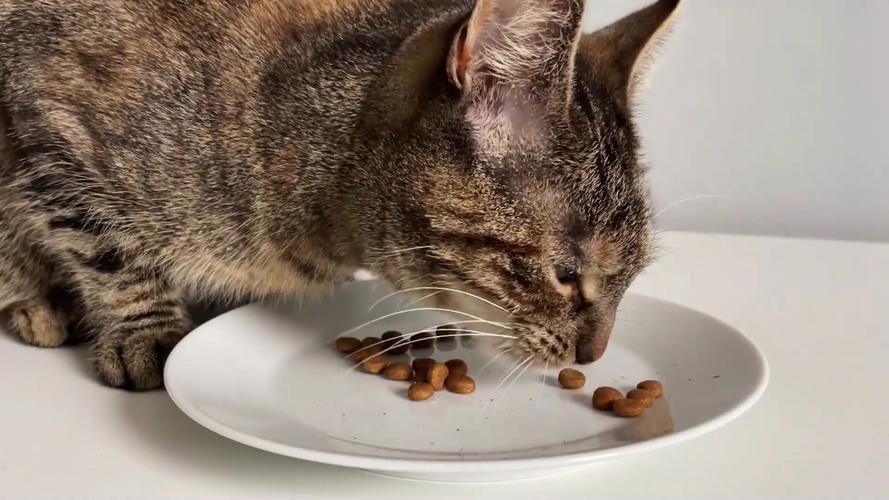  猫咪吃猫粮好吗，宠物猫吃猫粮-第5张图片-后鲨宠物
