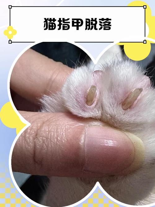 猫咪指甲掉了怎么办_猫咪指甲掉了怎么回事-第2张图片-后鲨宠物 猫咪指甲掉了怎么办_猫咪指甲掉了怎么回事-第2张图片-后鲨宠物