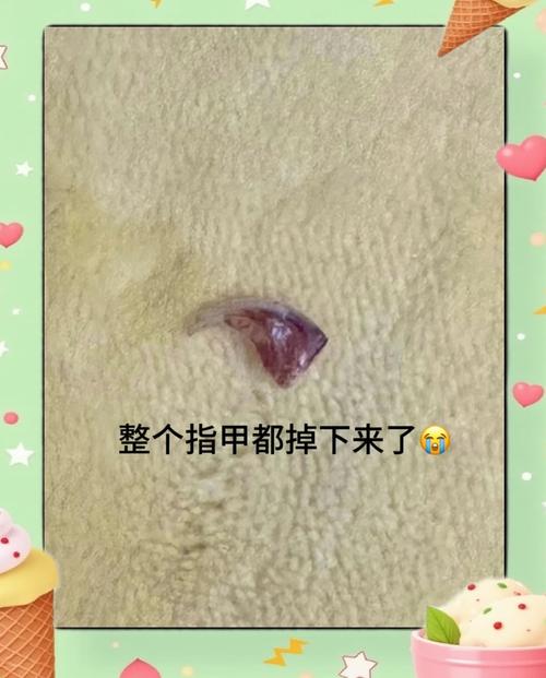 猫咪指甲掉了怎么办_猫咪指甲掉了怎么回事-第3张图片-后鲨宠物 猫咪指甲掉了怎么办_猫咪指甲掉了怎么回事-第3张图片-后鲨宠物