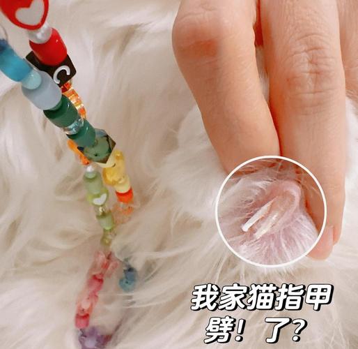 猫咪指甲掉了怎么办_猫咪指甲掉了怎么回事-第6张图片-后鲨宠物 猫咪指甲掉了怎么办_猫咪指甲掉了怎么回事-第6张图片-后鲨宠物