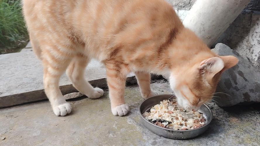 猫猫可以吃饭吗_猫可以吃饭菜吗-第2张图片-后鲨宠物