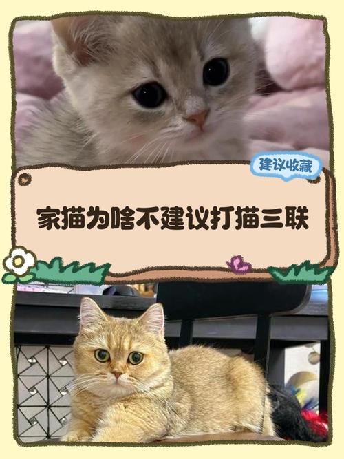 猫咪应该打什么疫苗_猫咪打什么疫苗好一点-第3张图片-后鲨宠物