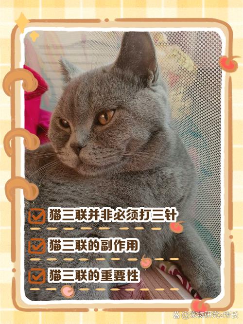 猫咪应该打什么疫苗_猫咪打什么疫苗好一点-第5张图片-后鲨宠物