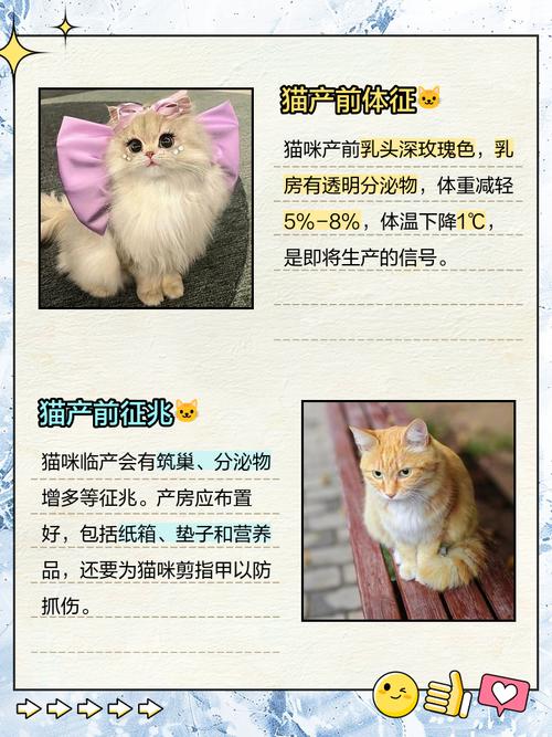  猫咪生产前的症状，猫咪生产前有什么迹象