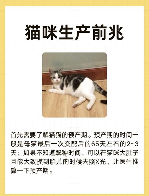  猫咪生产前的症状，猫咪生产前有什么迹象-第5张图片-后鲨宠物