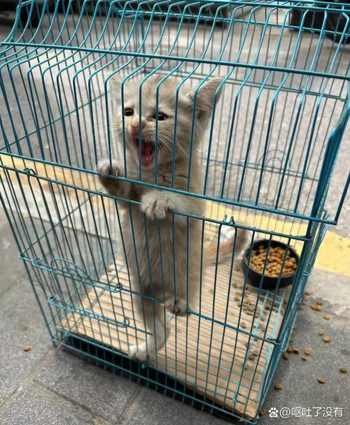 猫咪关笼子久了会疯吗，猫咪关笼子久了会疯吗怎么办？