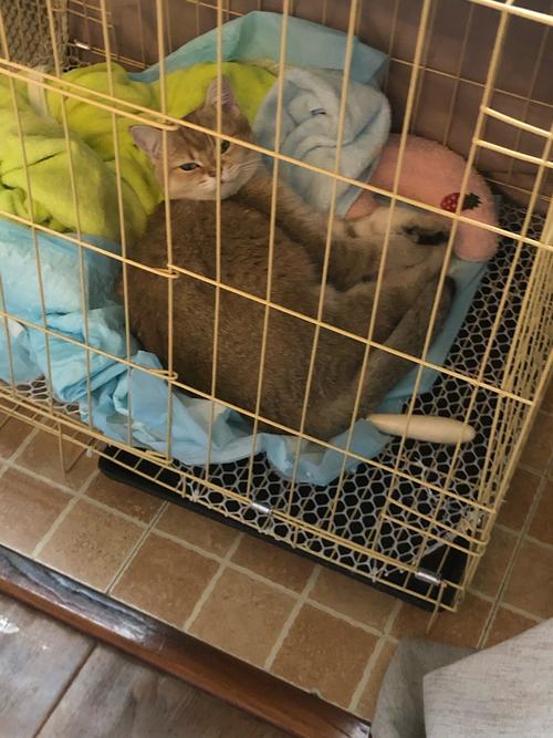 猫咪关笼子久了会疯吗，猫咪关笼子久了会疯吗怎么办？-第2张图片-后鲨宠物