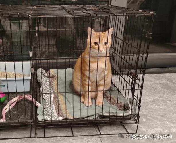 猫咪关笼子久了会疯吗，猫咪关笼子久了会疯吗怎么办？-第4张图片-后鲨宠物