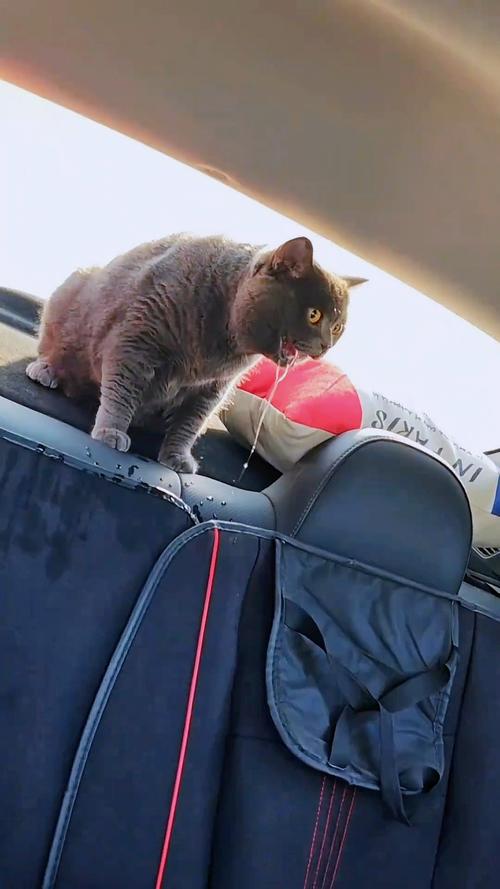 猫咪晕车怎么办,猫咪晕车会自愈吗-第1张图片-后鲨宠物 猫咪晕车怎么办,猫咪晕车会自愈吗-第1张图片-后鲨宠物