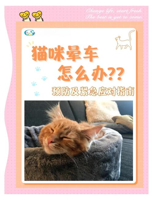 猫咪晕车怎么办,猫咪晕车会自愈吗-第2张图片-后鲨宠物 猫咪晕车怎么办,猫咪晕车会自愈吗-第2张图片-后鲨宠物