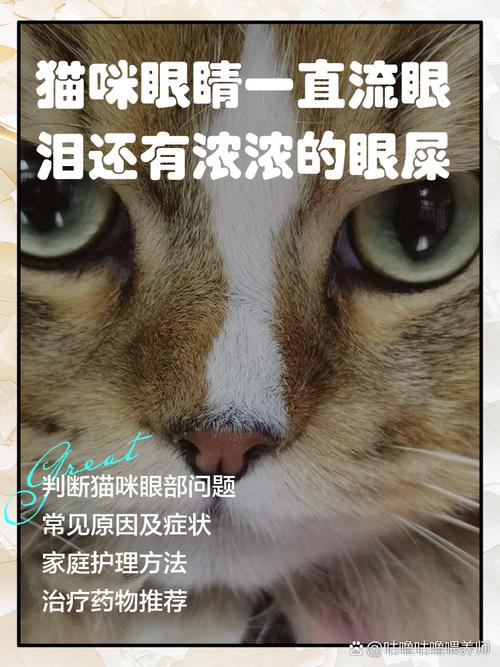 猫咪经常有眼屎_猫咪经常有眼屎是上火吗-第1张图片-后鲨宠物 猫咪经常有眼屎_猫咪经常有眼屎是上火吗-第1张图片-后鲨宠物