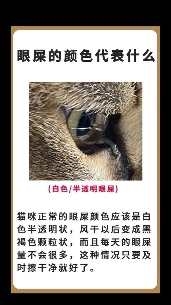 猫咪经常有眼屎_猫咪经常有眼屎是上火吗-第2张图片-后鲨宠物 猫咪经常有眼屎_猫咪经常有眼屎是上火吗-第2张图片-后鲨宠物