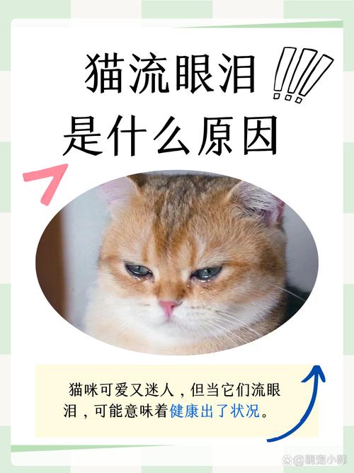 猫咪经常有眼屎_猫咪经常有眼屎是上火吗-第3张图片-后鲨宠物 猫咪经常有眼屎_猫咪经常有眼屎是上火吗-第3张图片-后鲨宠物