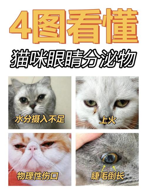 猫咪经常有眼屎_猫咪经常有眼屎是上火吗-第5张图片-后鲨宠物 猫咪经常有眼屎_猫咪经常有眼屎是上火吗-第5张图片-后鲨宠物