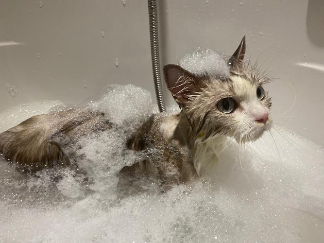 猫咪怀孕可以洗澡吗,猫咪怀孕能给洗澡吗-第4张图片-后鲨宠物 猫咪怀孕可以洗澡吗,猫咪怀孕能给洗澡吗-第4张图片-后鲨宠物