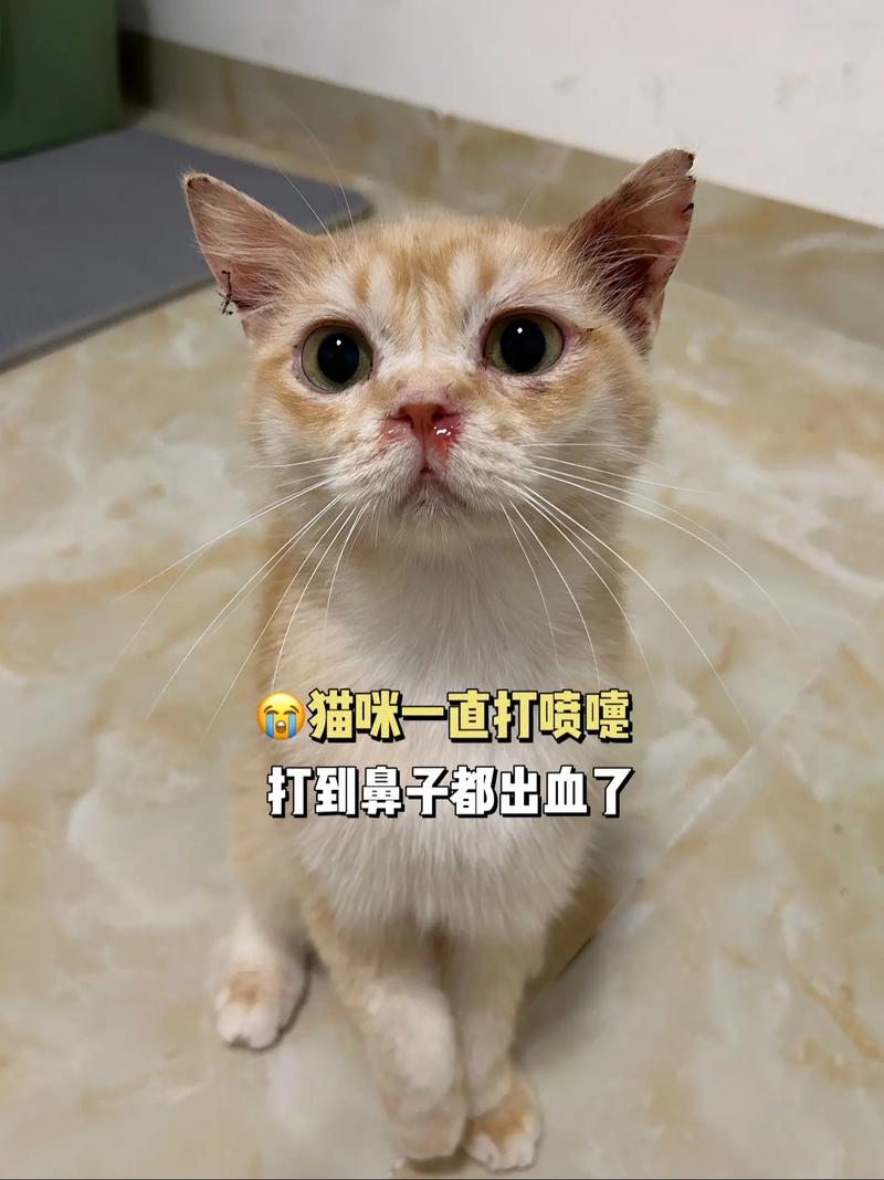 猫咪打喷嚏有血,猫打喷嚏甩出浓稠鼻涕带血?-第3张图片-后鲨宠物 猫咪打喷嚏有血,猫打喷嚏甩出浓稠鼻涕带血?-第3张图片-后鲨宠物