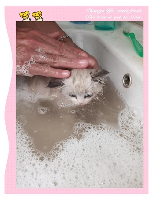 两个月猫咪可以洗澡吗，两个月猫咪可以洗澡吗为什么？-第3张图片-后鲨宠物