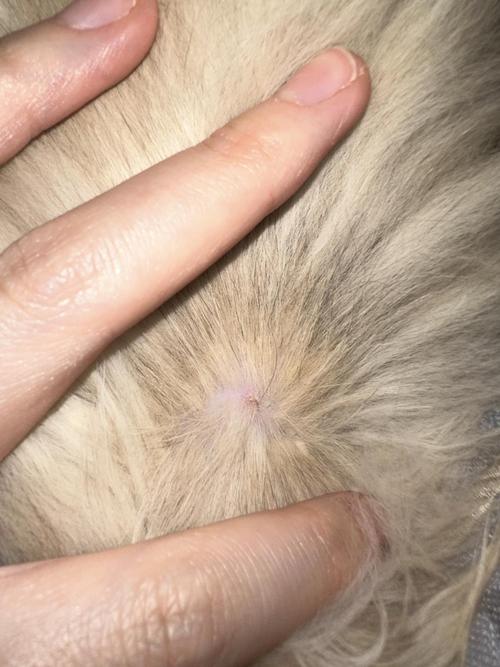  猫咪脖子上有疙瘩，猫咪脖子上有疙瘩,痒