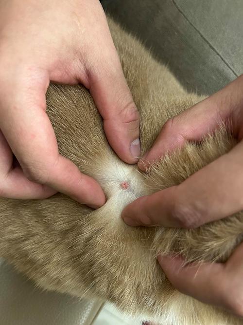  猫咪脖子上有疙瘩，猫咪脖子上有疙瘩,痒-第2张图片-后鲨宠物