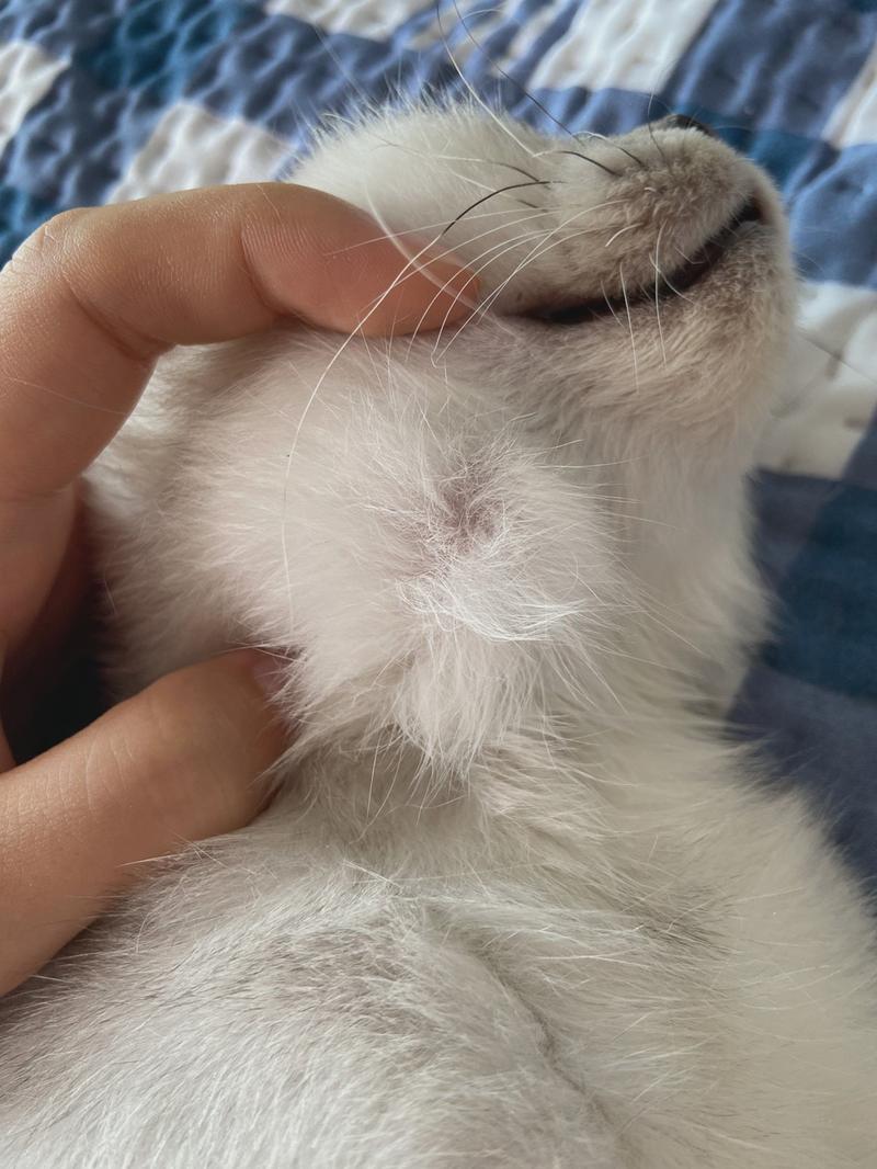 猫咪脖子上有疙瘩，猫咪脖子上有疙瘩,痒-第4张图片-后鲨宠物
