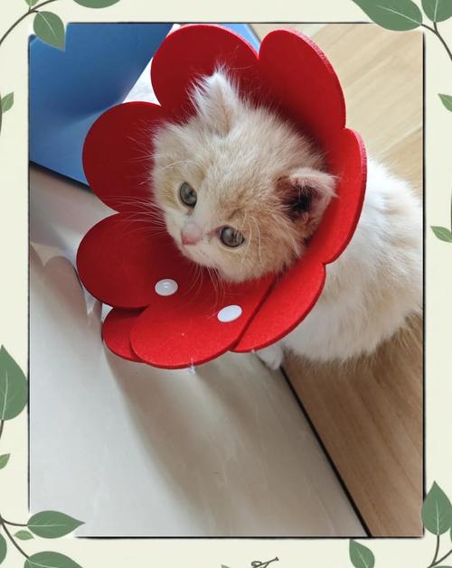  猫咪脖子上有疙瘩，猫咪脖子上有疙瘩,痒-第5张图片-后鲨宠物