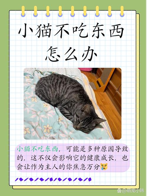 猫咪什么都不吃怎么办_猫咪什么都不吃是什么原因-第3张图片-后鲨宠物