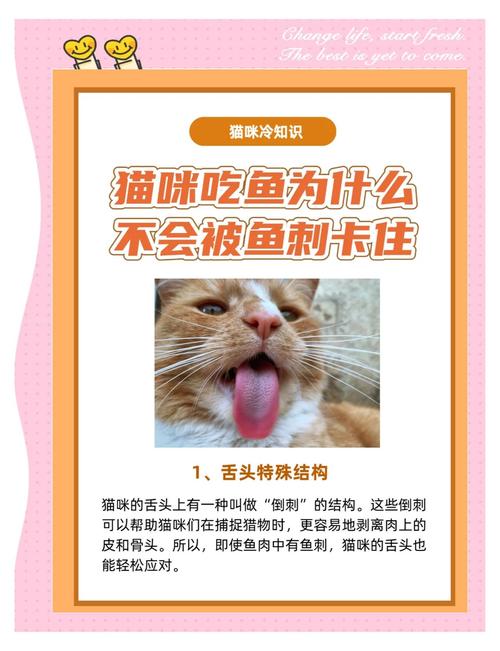 猫咪什么都不吃怎么办_猫咪什么都不吃是什么原因-第4张图片-后鲨宠物